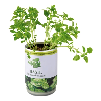 Aromatic Herbs In Tin Can