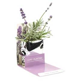 Lavender Easy Planting Set 