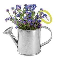 Plant In Watering Can 