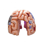 4 Meter Inflatable Human Brain