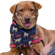 Pet Bandana - Medium 