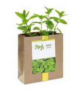 Mint Seeds In Paper Pouch 